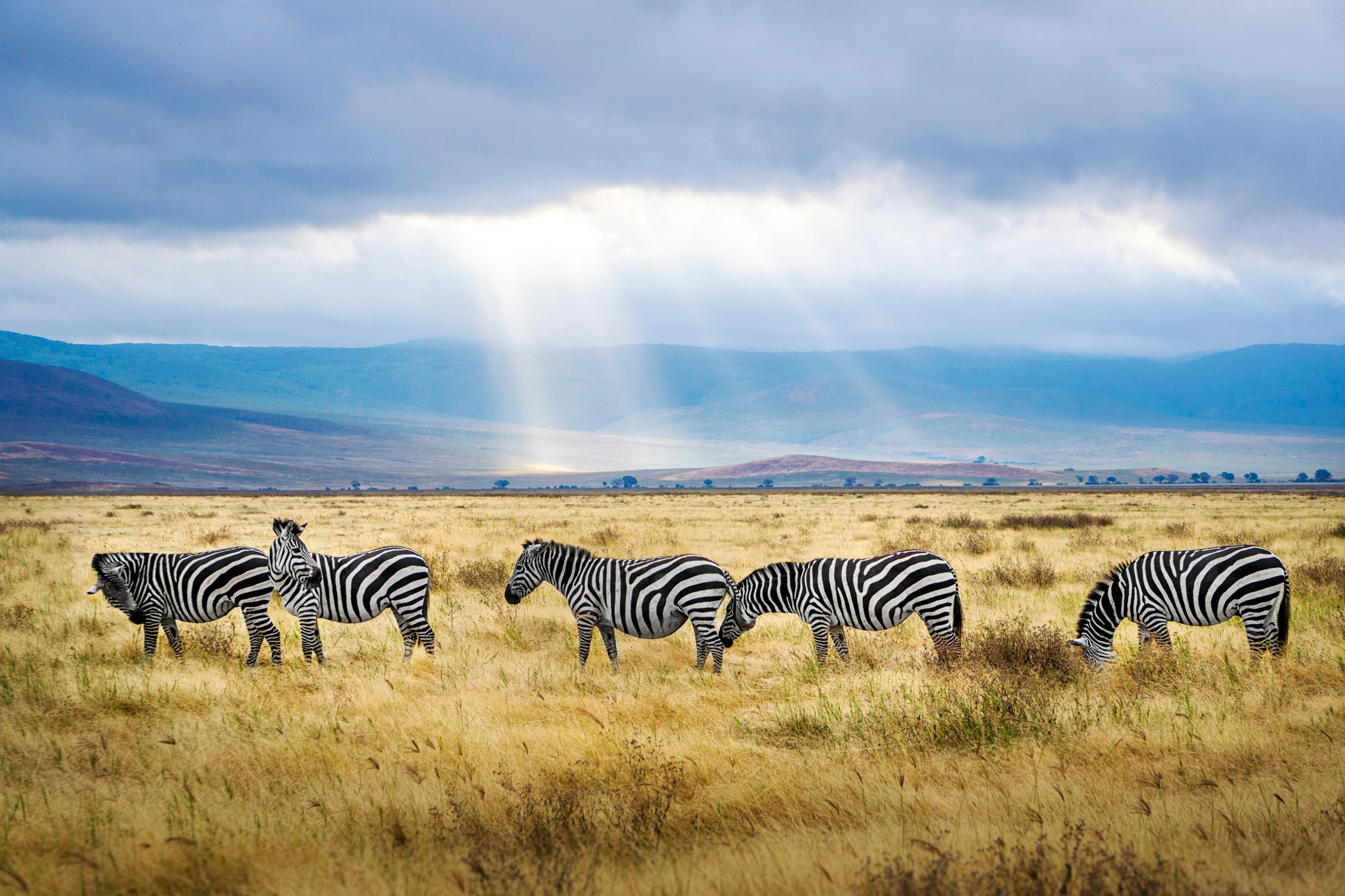 zebra, ngorongoro crater, tanzania